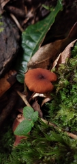 Lactarius rimosellus