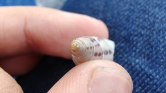 Drymaeus interpunctus