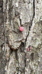 Tulasnella aurantiaca