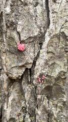 Tulasnella aurantiaca