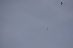 Aeronautes andecolus