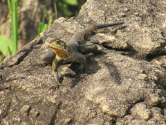 Agama lionotus