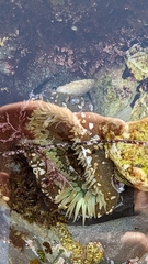 Anthopleura