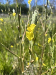 Philydrum lanuginosum