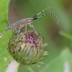 Agapanthia villosoviridescens