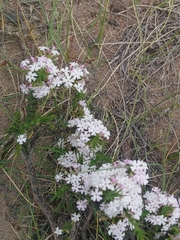Junellia seriphioides