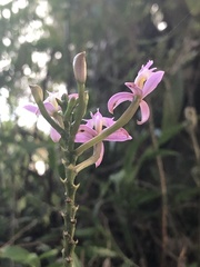 Epidendrum secundum