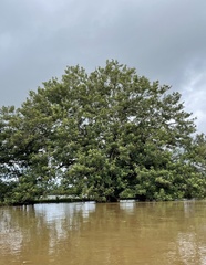 Erythrina poeppigiana