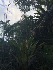 Epidendrum secundum