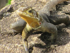 Agama lionotus