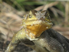 Agama lionotus