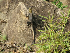 Agama lionotus