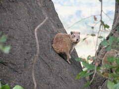 Procavia capensis