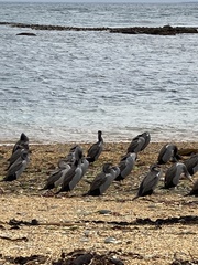 Phalacrocorax punctatus punctatus
