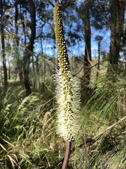Xanthorrhoea macronema
