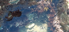 Anthopleura