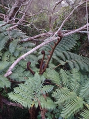 Cyathea