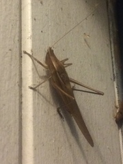 Neoconocephalus retusus
