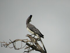 Corythaixoides leucogaster