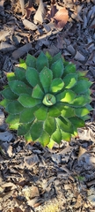 Agave maximiliana