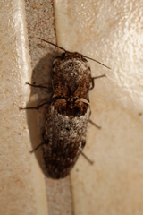 Cryptalaus prosectus