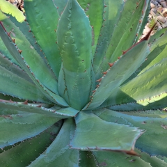 Agave maximiliana