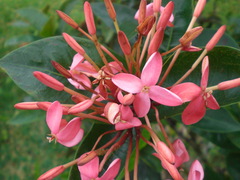 Ixora