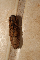 Cryptalaus prosectus