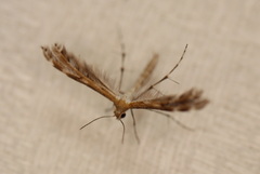 Stangeia xerodes