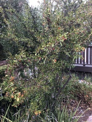 Pyracantha angustifolia