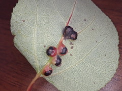 Harmandiola