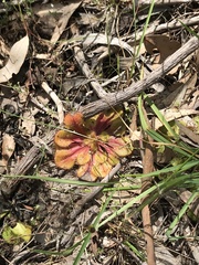 Drosera whittakeri