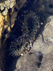 Anthopleura elegantissima