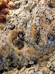 Balanomorpha