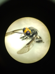 Cyphomyia wiedemanni