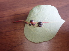 Harmandiola