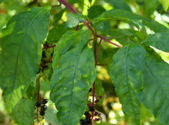 Pokeweed mosaic virus