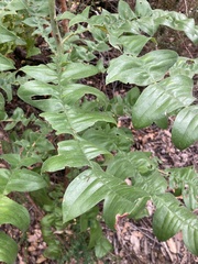 Banksia grandis