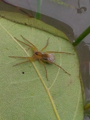 Pardosa pseudoannulata