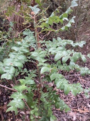 Banksia grandis