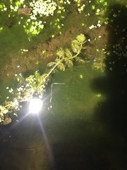 Utricularia macrorhiza