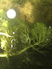 Utricularia macrorhiza