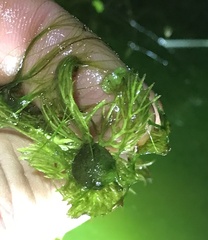 Utricularia macrorhiza