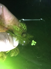 Utricularia macrorhiza