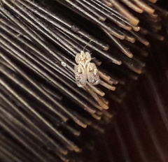 Corythucha ciliata