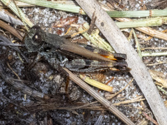 Phaulacridium vittatum