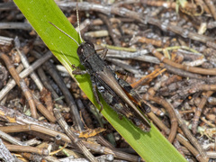 Phaulacridium vittatum