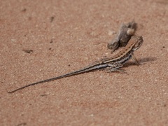 Ctenophorus spinodomus