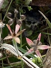 Geranium thunbergii