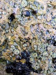 Balanomorpha